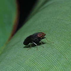 Cephaloconus tenebrosus