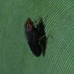 Cephaloconus tenebrosus