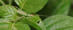 Oecanthus capensis