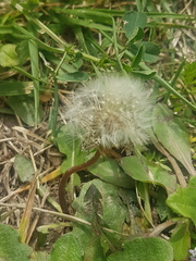 Taraxacum dissectum