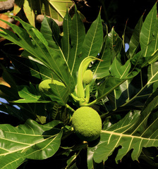 Artocarpus altilis