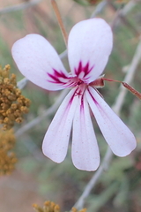 Pelargonium laevigatum diversifolium