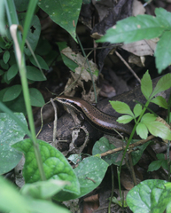 Copeoglossum nigropunctatum