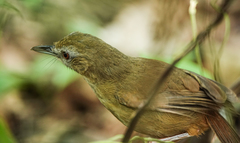 Malacocincla abbotti