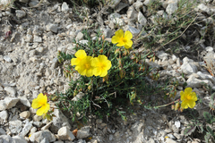 Helianthemum neopiliferum