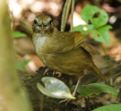 Malacocincla abbotti