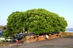 Barringtonia asiatica