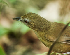 Malacocincla abbotti