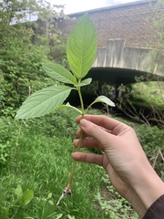 Impatiens glandulifera