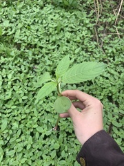 Impatiens glandulifera