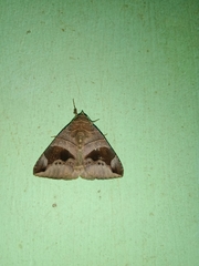Bastilla joviana