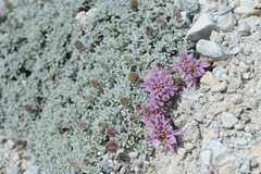 Pterocephalus spathulatus