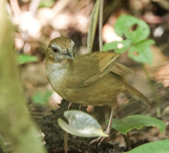 Malacocincla abbotti