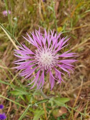 Centaurea napifolia