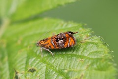 Olethreutes arcuella