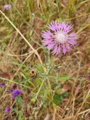 Centaurea napifolia