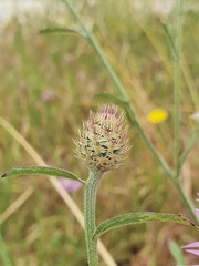 Centaurea napifolia