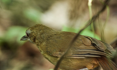 Malacocincla abbotti