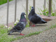Columba livia domestica