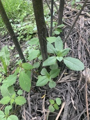 Impatiens glandulifera