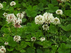 Trifolium repens