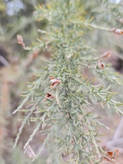 Jacksonia furcellata