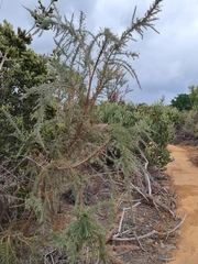 Jacksonia furcellata