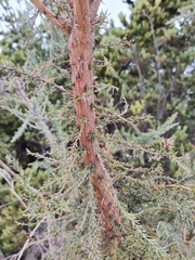 Jacksonia furcellata