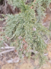 Jacksonia furcellata