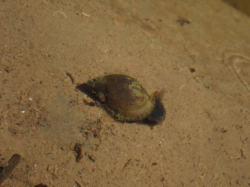 vodniakovité (Lymnaeidae)