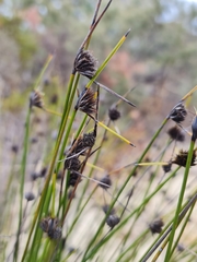 Mesomelaena pseudostygia