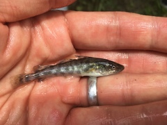 Microgadus tomcod
