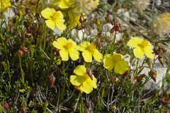 Fumana lacidulemiensis