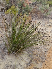 Mesomelaena pseudostygia