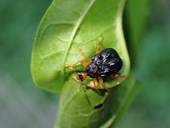 Paroplapoderus tristoides