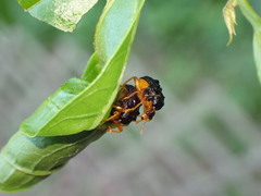 Paroplapoderus tristoides
