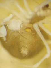 Theridula gonygaster