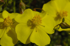 Fumana lacidulemiensis