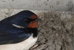 Hirundo rustica