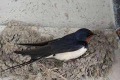 Hirundo rustica
