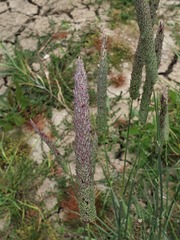 Phalaris coerulescens