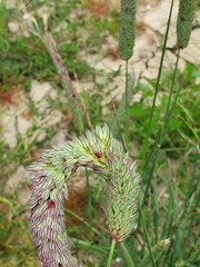 Phalaris coerulescens