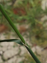 Phalaris coerulescens