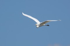 Ardea alba