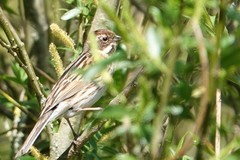 Emberiza schoeniclus