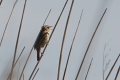 Acrocephalus schoenobaenus