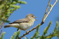 Phylloscopus trochilus
