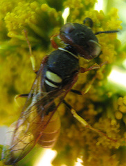 Philanthus triangulum diadema
