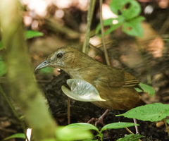 Malacocincla abbotti