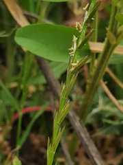 Lolium rigidum